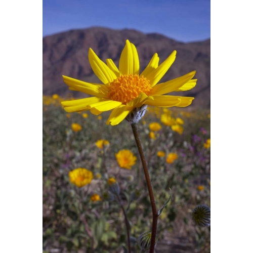 California, Anza-Borrego Desert Sunflowers